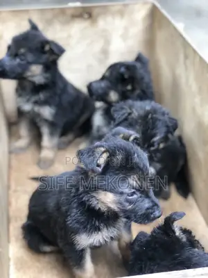 1-3 months Male Purebred German Shepherd
