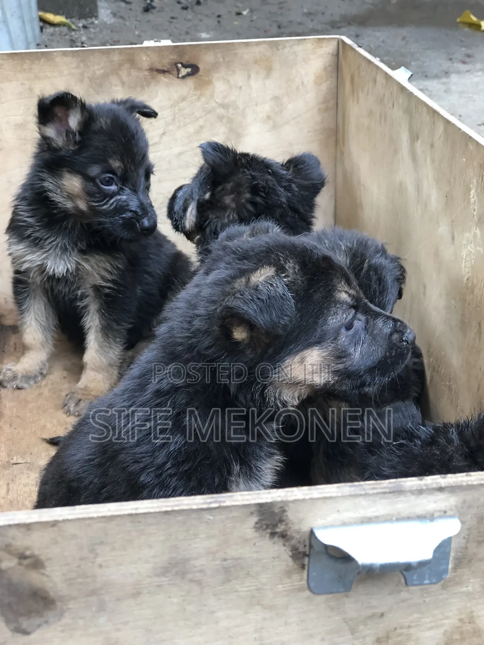 1-3 months Male Purebred German Shepherd