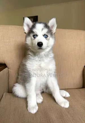 Photo - 1-3 months Male Purebred Siberian Husky