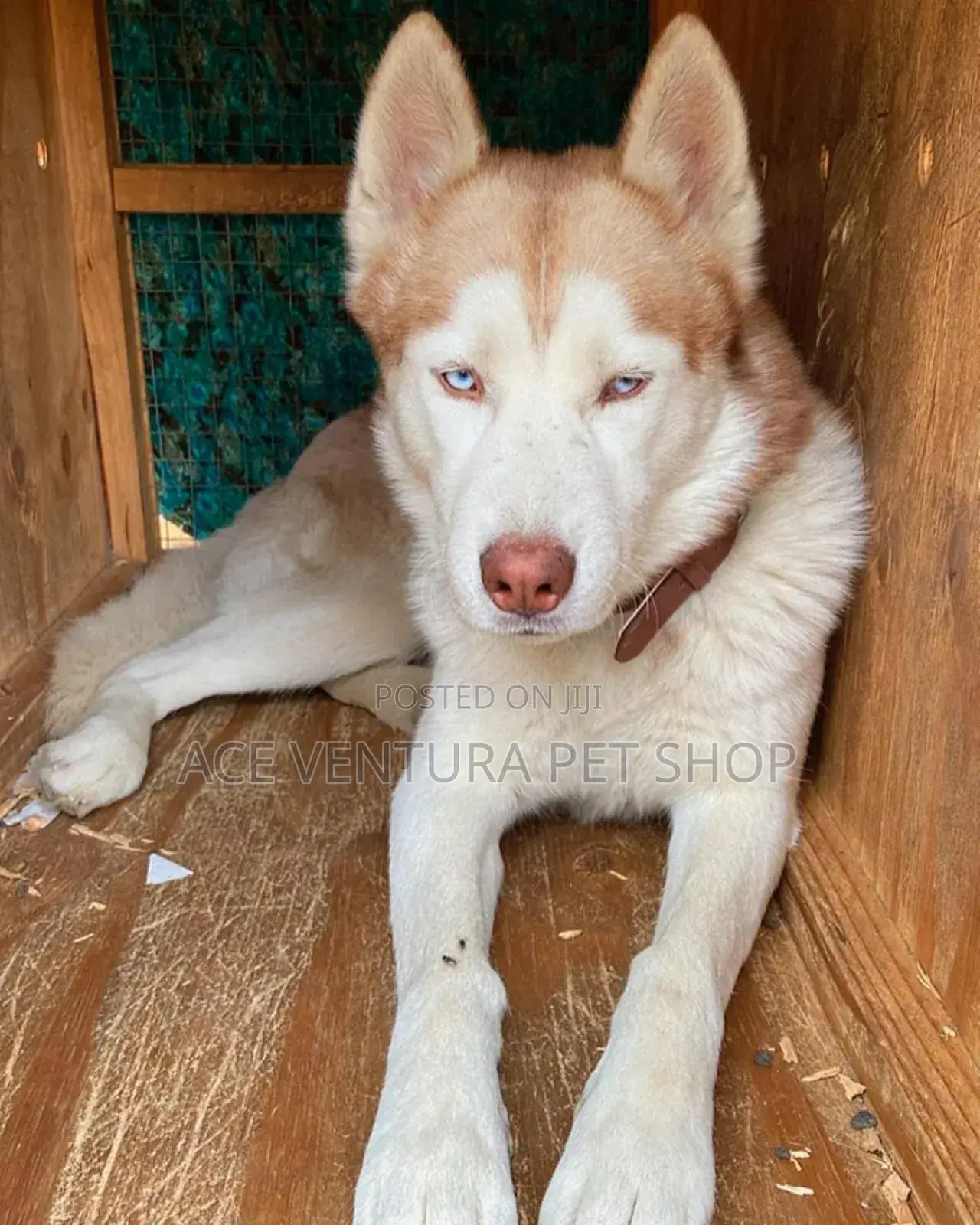 3-6 months Male Purebred Siberian Husky