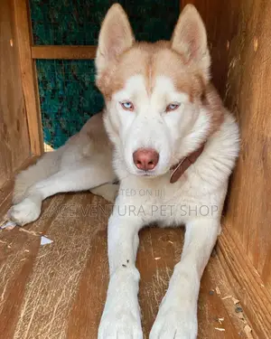 3-6 months Male Purebred Siberian Husky