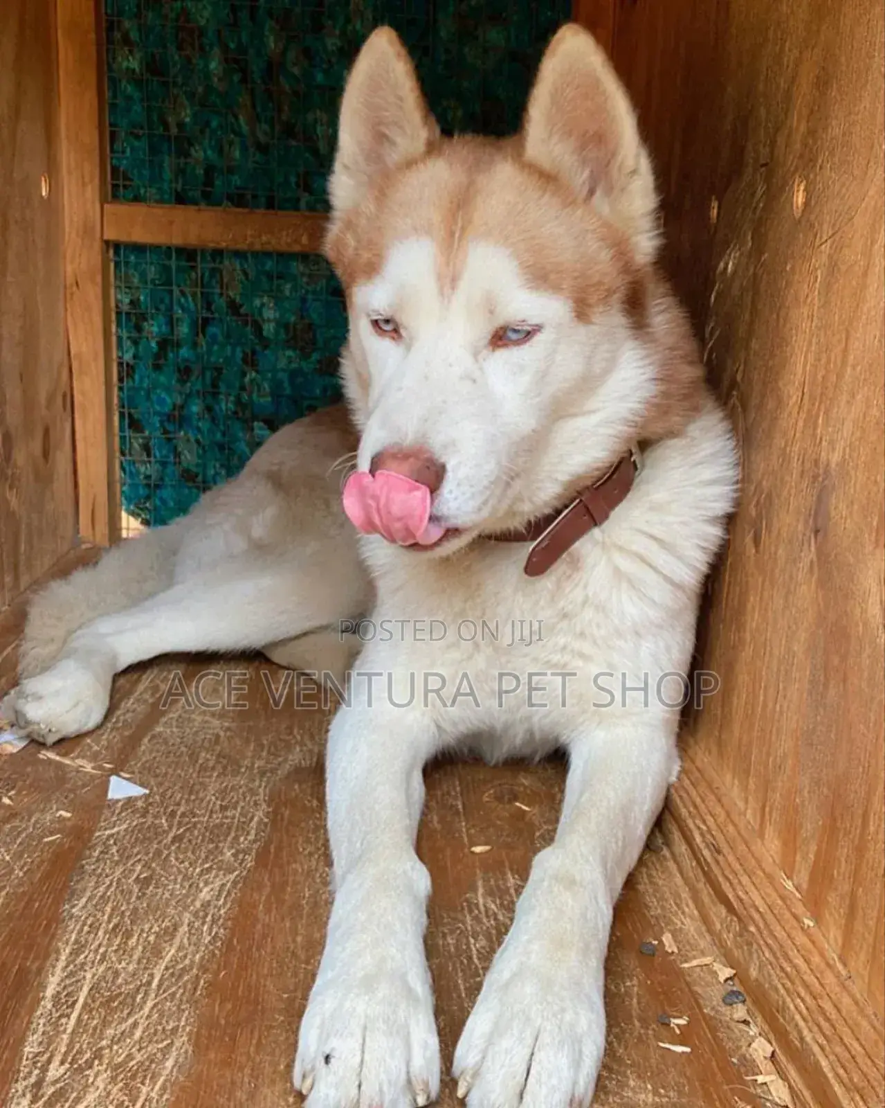 3-6 months Male Purebred Siberian Husky
