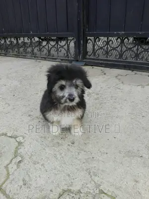 Photo - 1-3 months Male Purebred Maltese