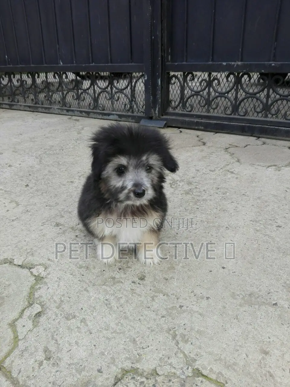 1-3 months Male Purebred Maltese