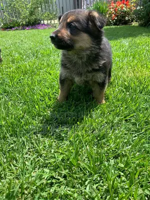 1-3 months Male Purebred German Shepherd