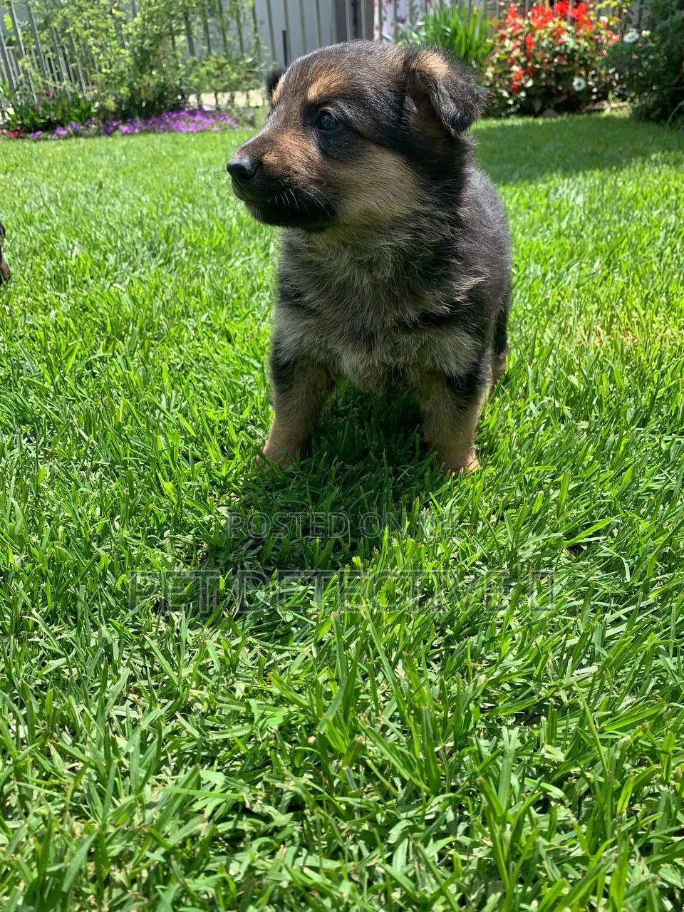 1-3 months Male Purebred German Shepherd
