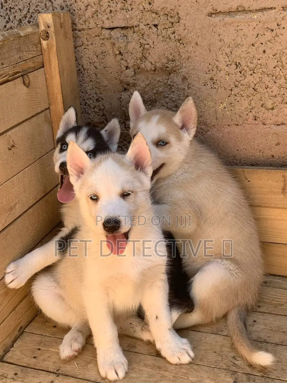 1-3 months Male Purebred Siberian Husky