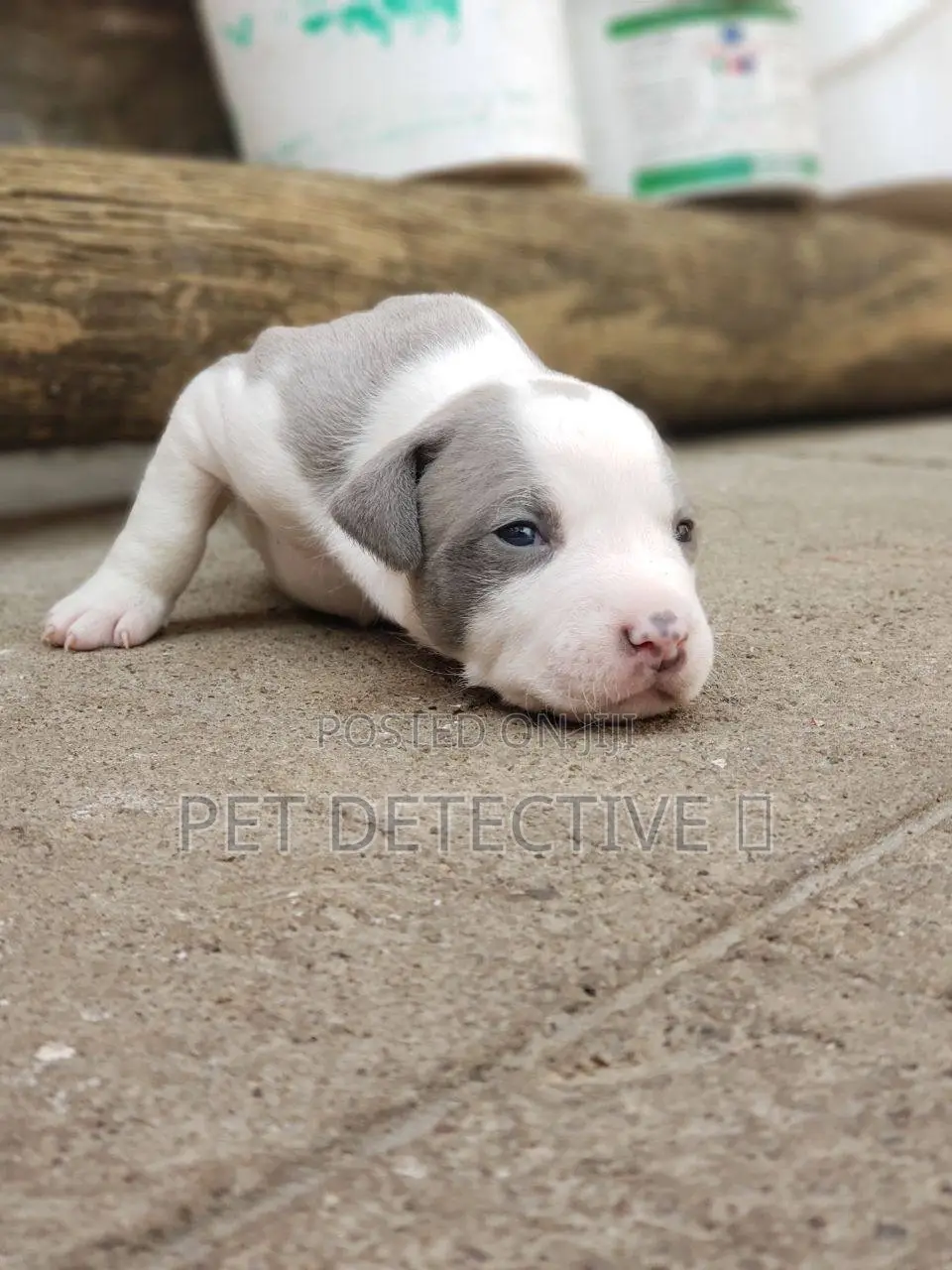 1-3 months Male Purebred American Pit Bull Terrier