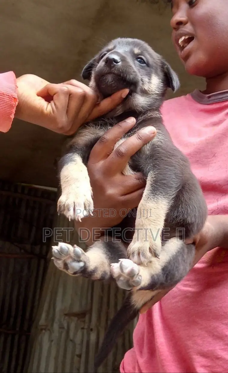 1-3 months Male Purebred German Shepherd