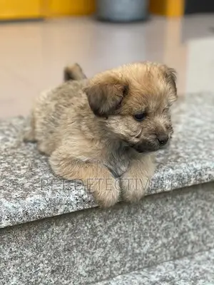 Photo - 1-3 months Male Purebred Maltese