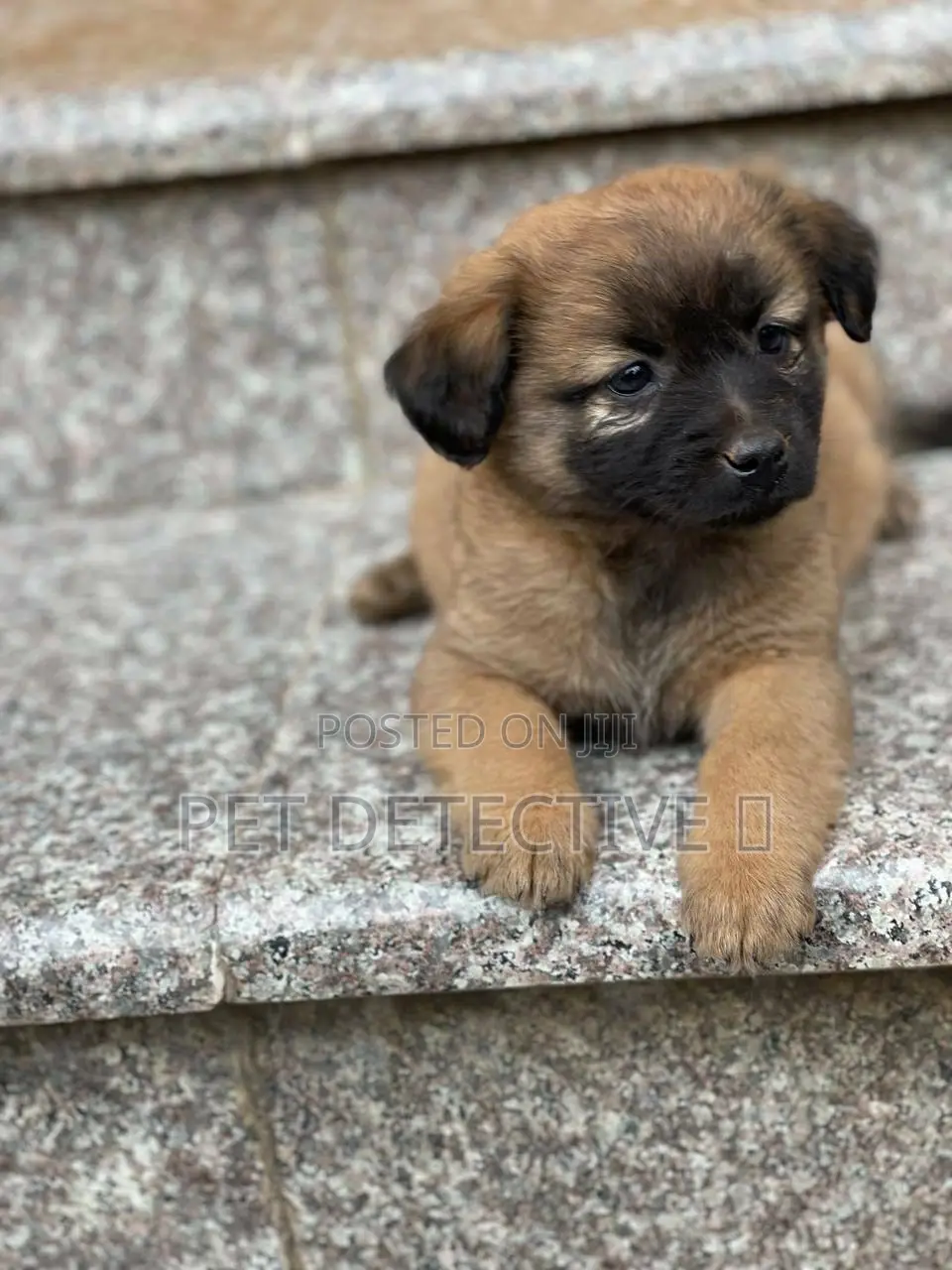 1-3 months Male Purebred Maltese