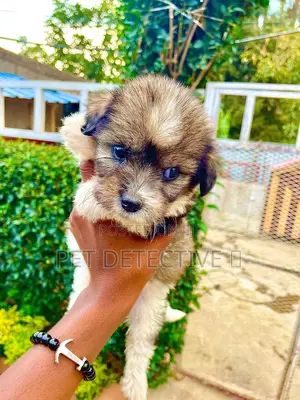 Photo - 1-3 months Male Purebred Maltese