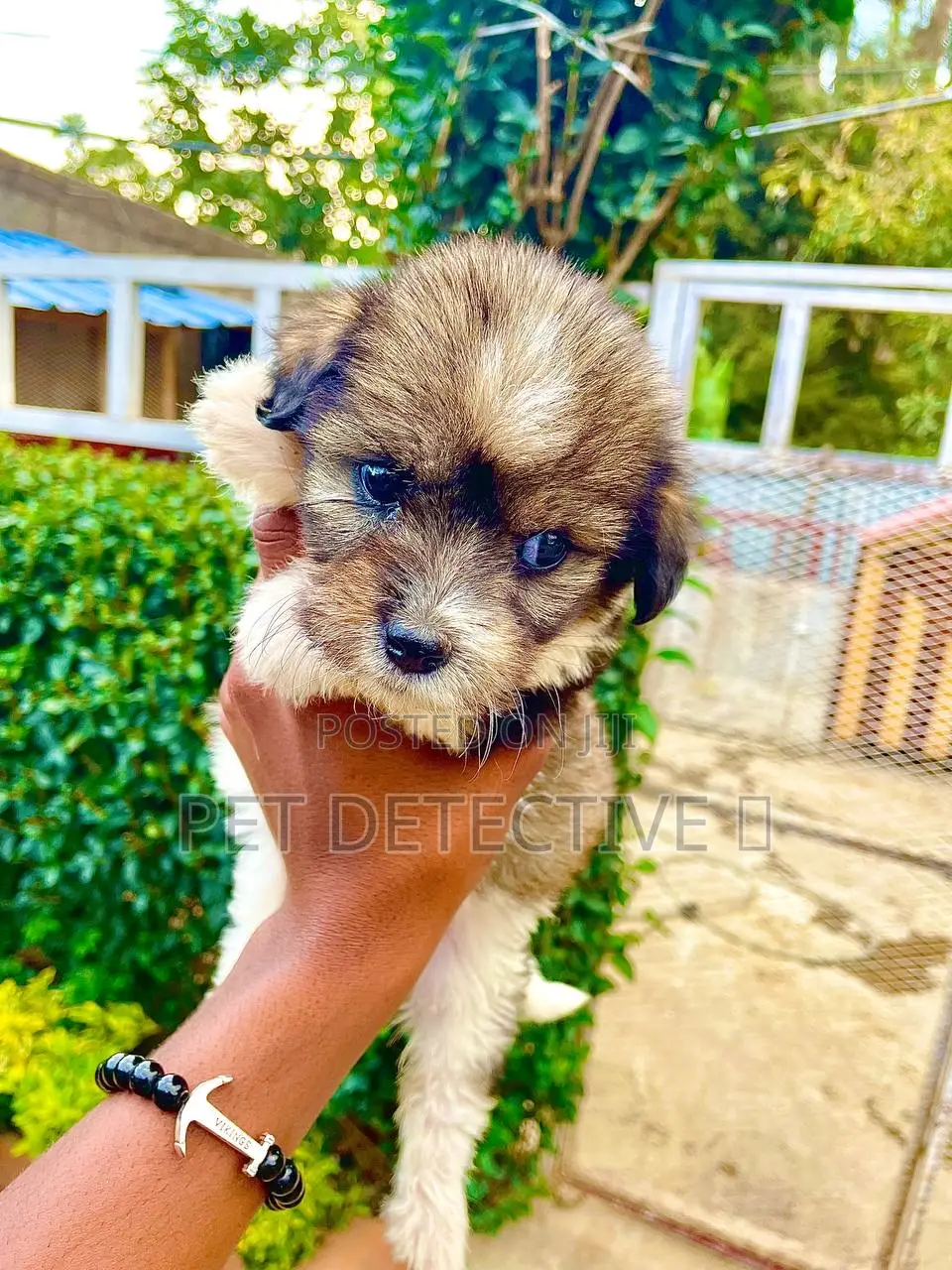 1-3 months Male Purebred Maltese