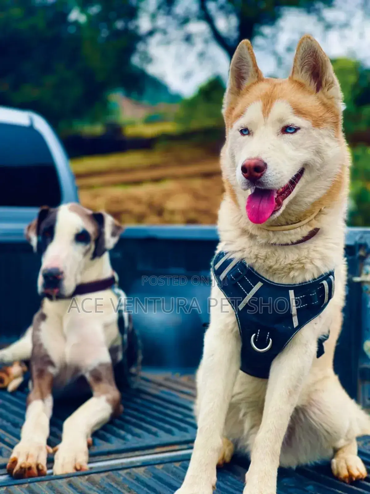 1-3 months Male Purebred Great Dane