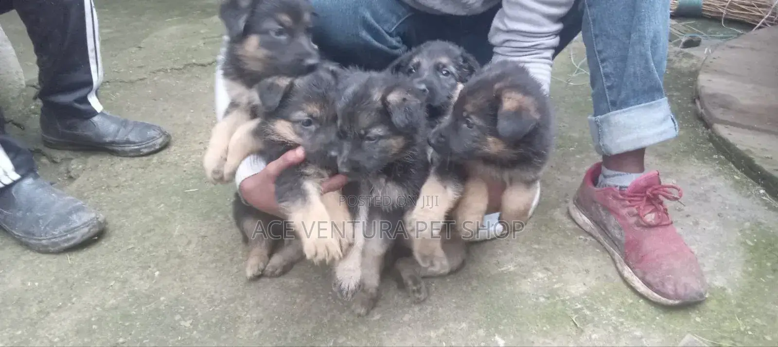 1-3 months Male Purebred German Shepherd