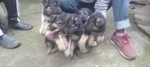 Photo - 1-3 months Male Purebred German Shepherd