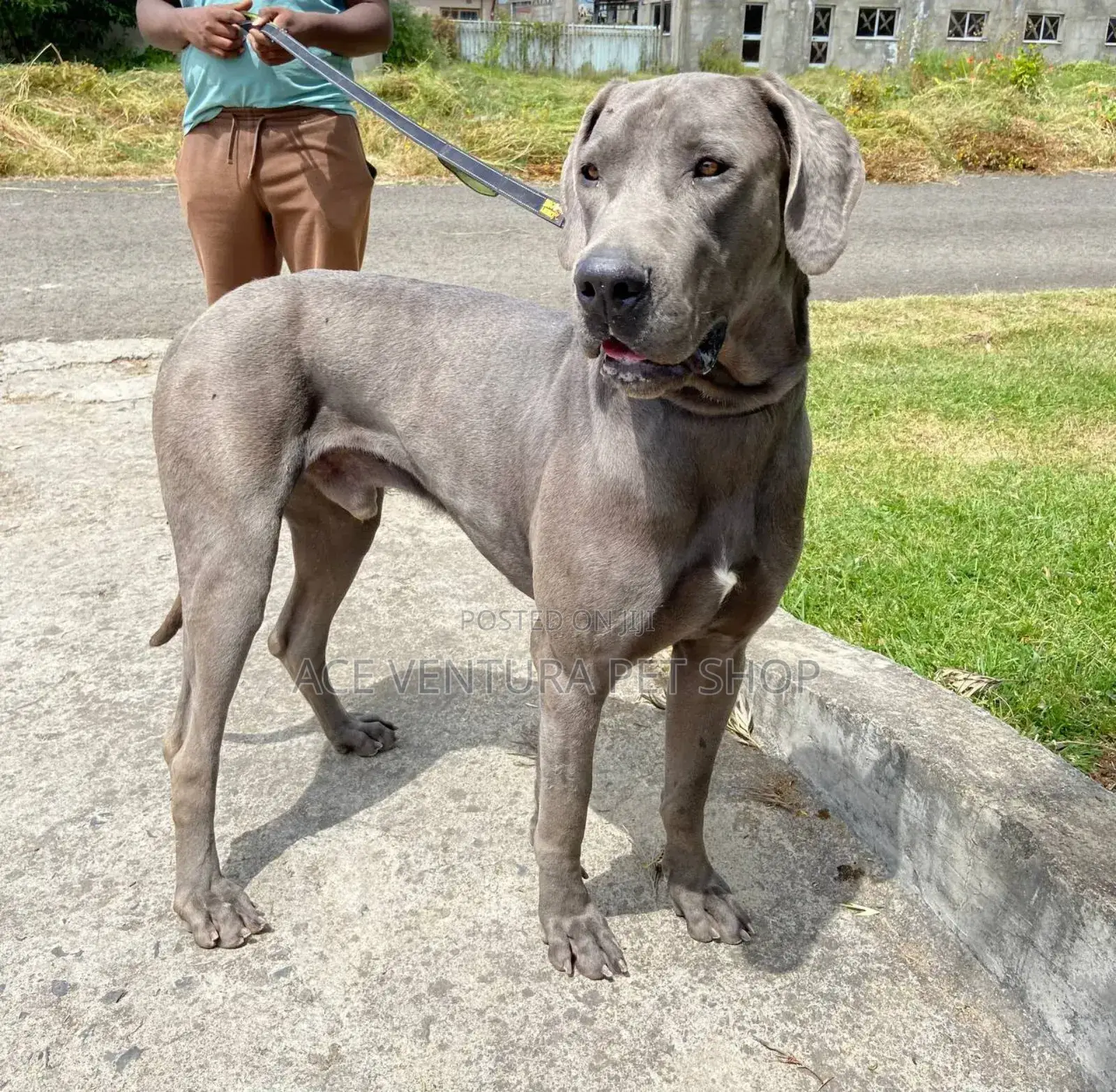 1-3 months Male Purebred Great Dane