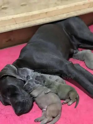 1-3 months Male Purebred Great Dane