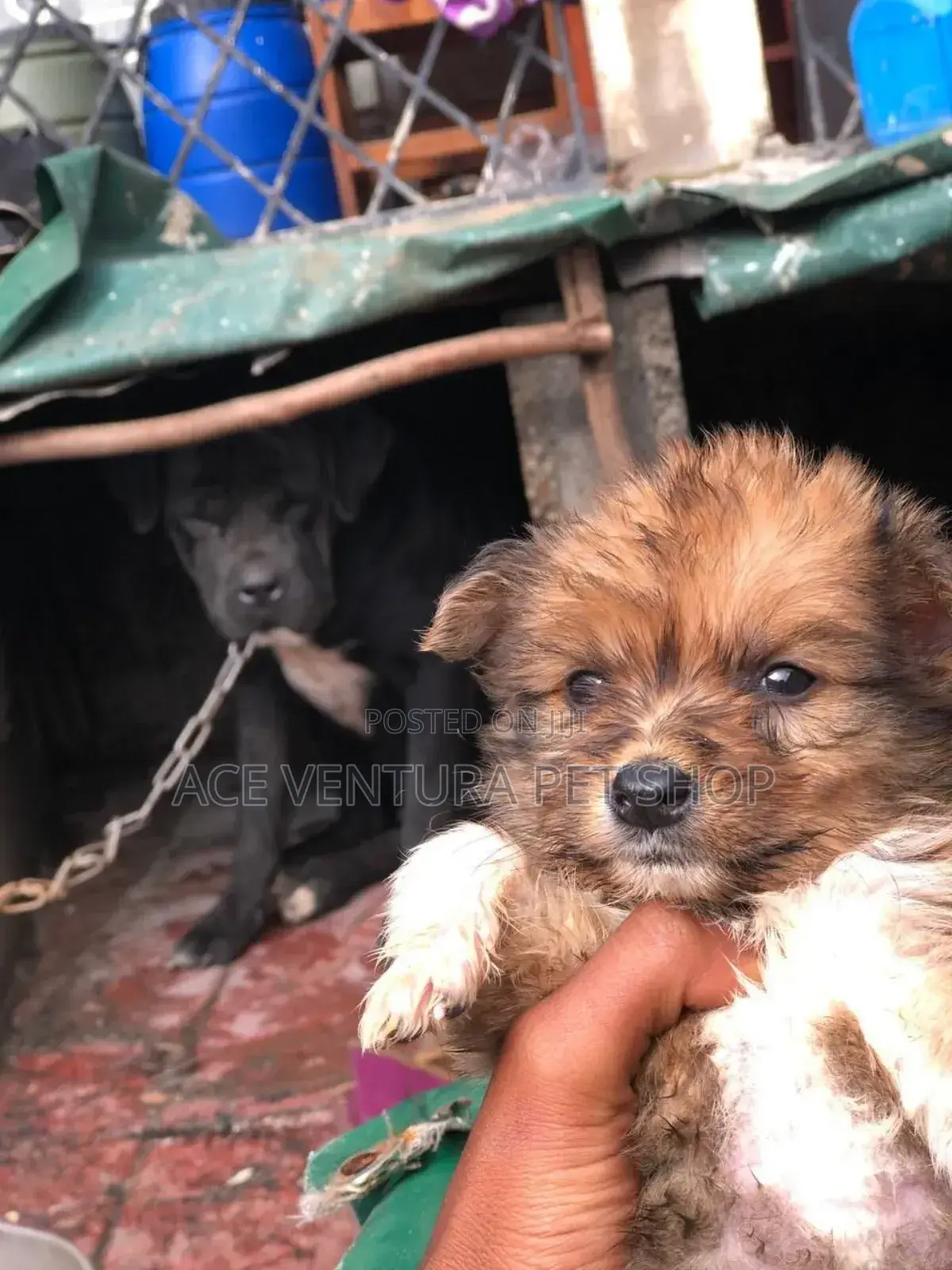 1-3 months Male Purebred Maltese