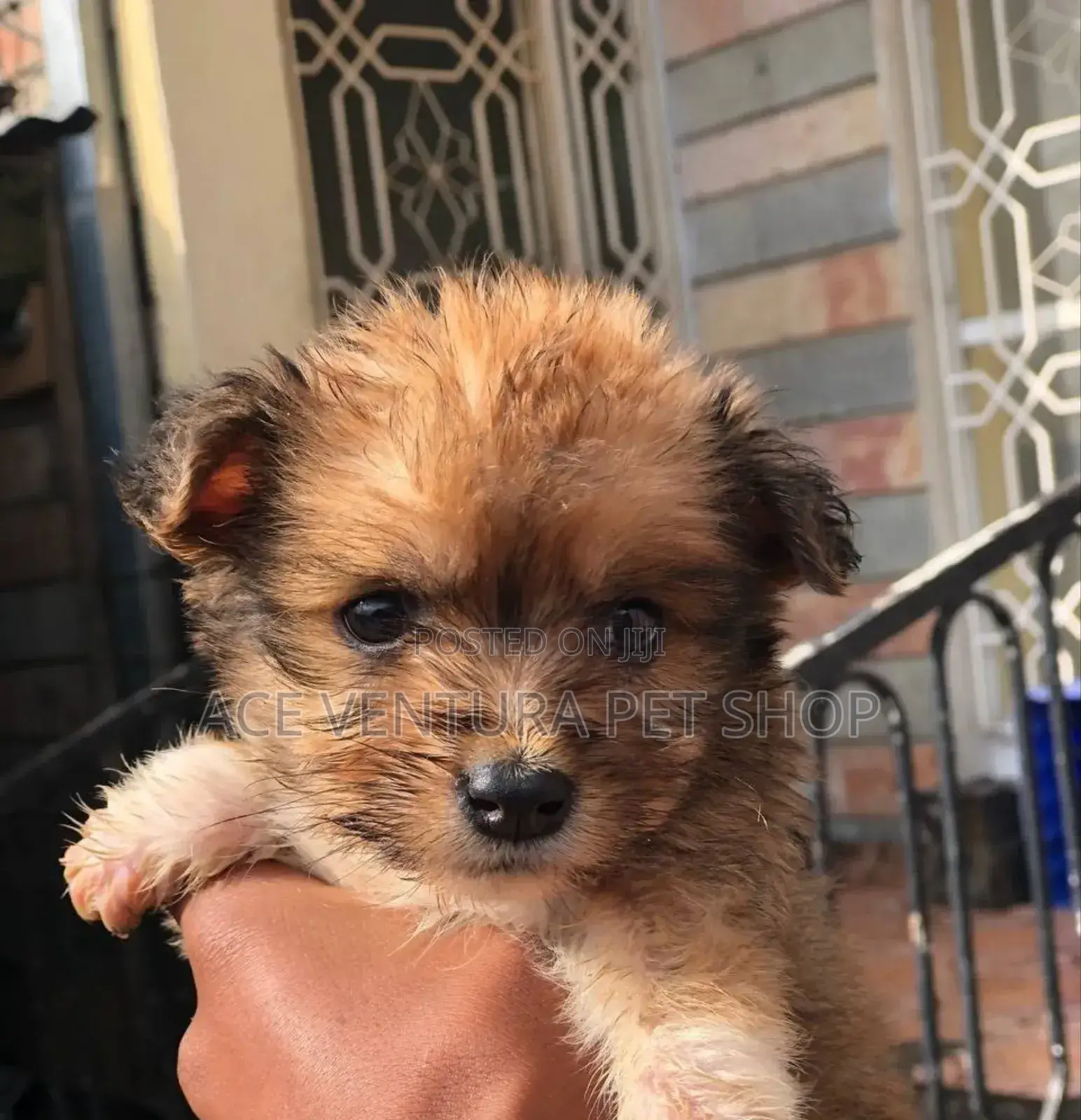 1-3 months Male Purebred Maltese