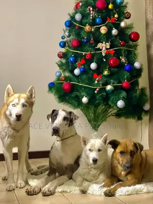 Photo - 1-3 months Male Purebred Siberian Husky