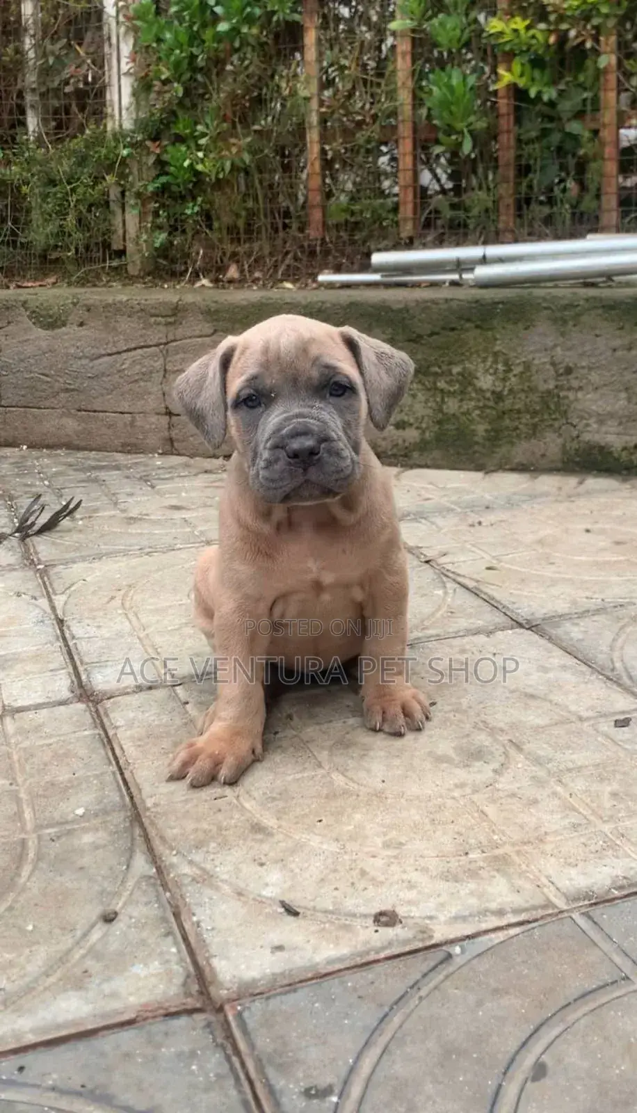 1-3 months Male Purebred Bullmastiff