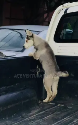 Photo - 1-3 months Male Purebred Siberian Husky