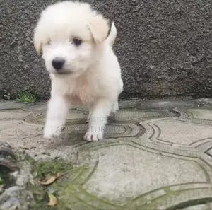 Photo - 1-3 months Male Purebred Maltese