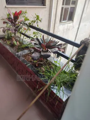 1bedroom Luxury Apartiment Rent