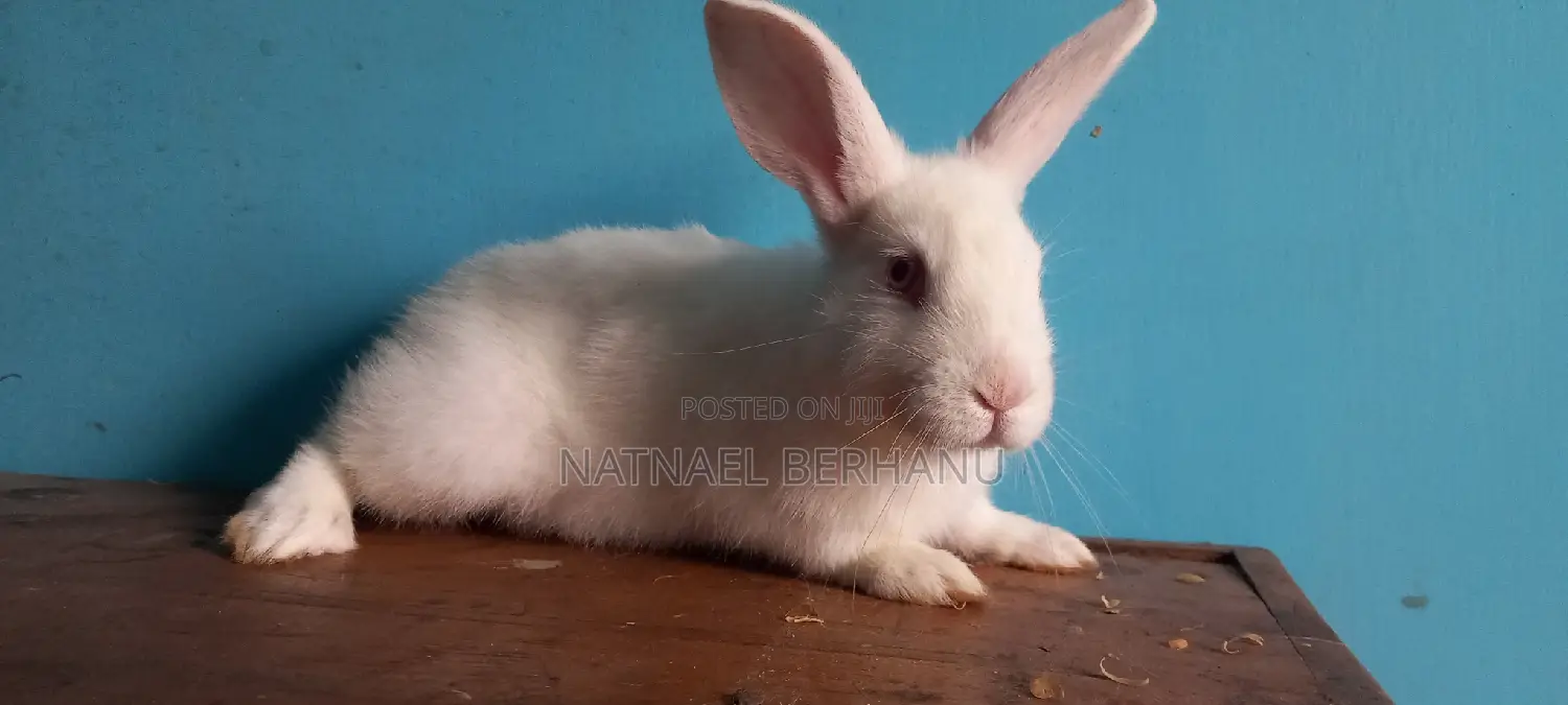 Rabbit Male