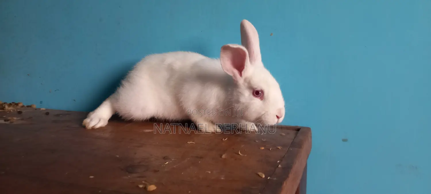 Rabbit Male