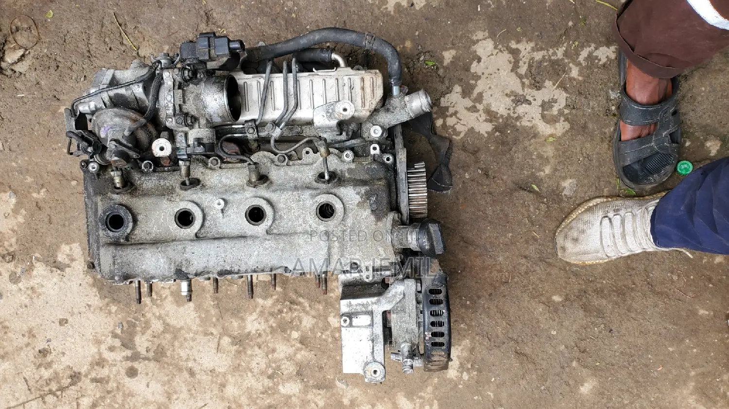 Dolphin Cylinder Head