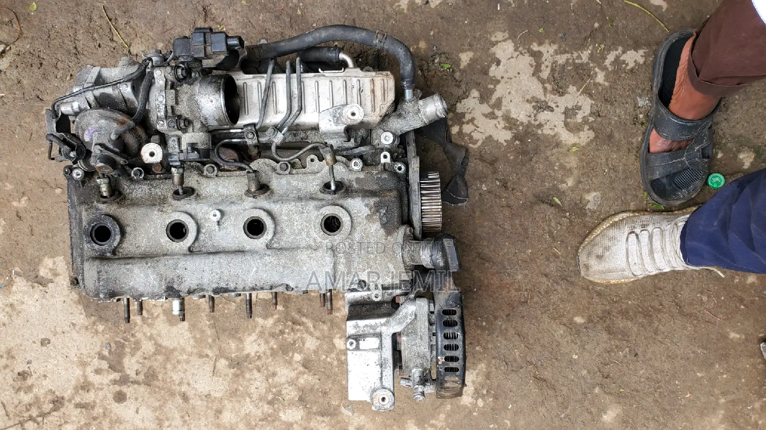 Dolphin Cylinder Head