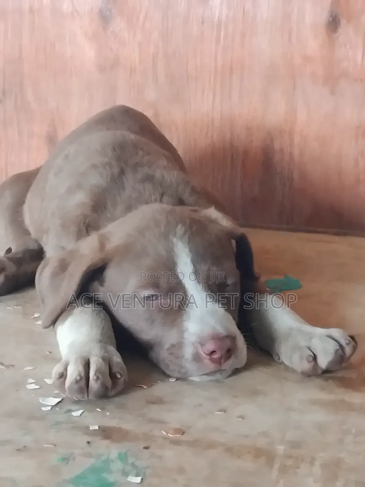 1-3 months Male Purebred American Pit Bull Terrier