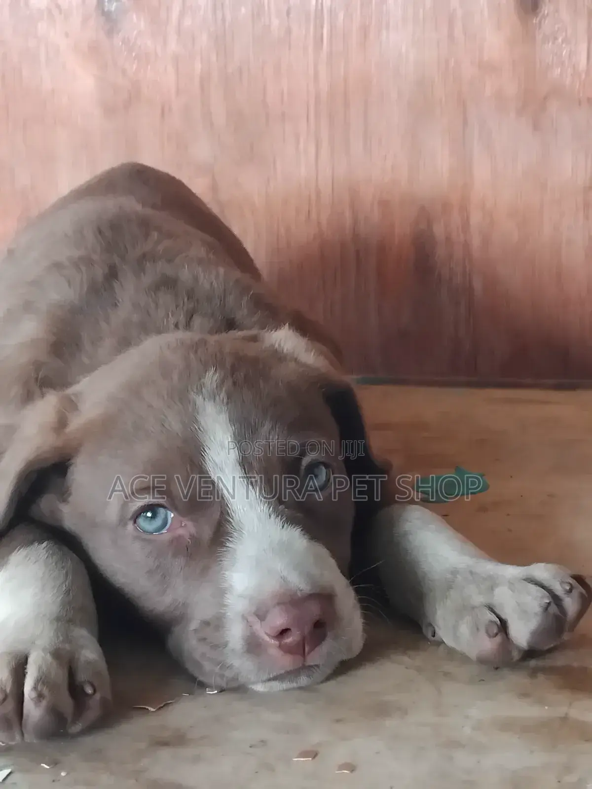 1-3 months Male Purebred American Pit Bull Terrier