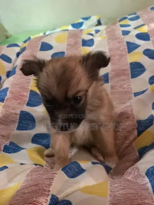 1-3 months Male Purebred Pomeranian