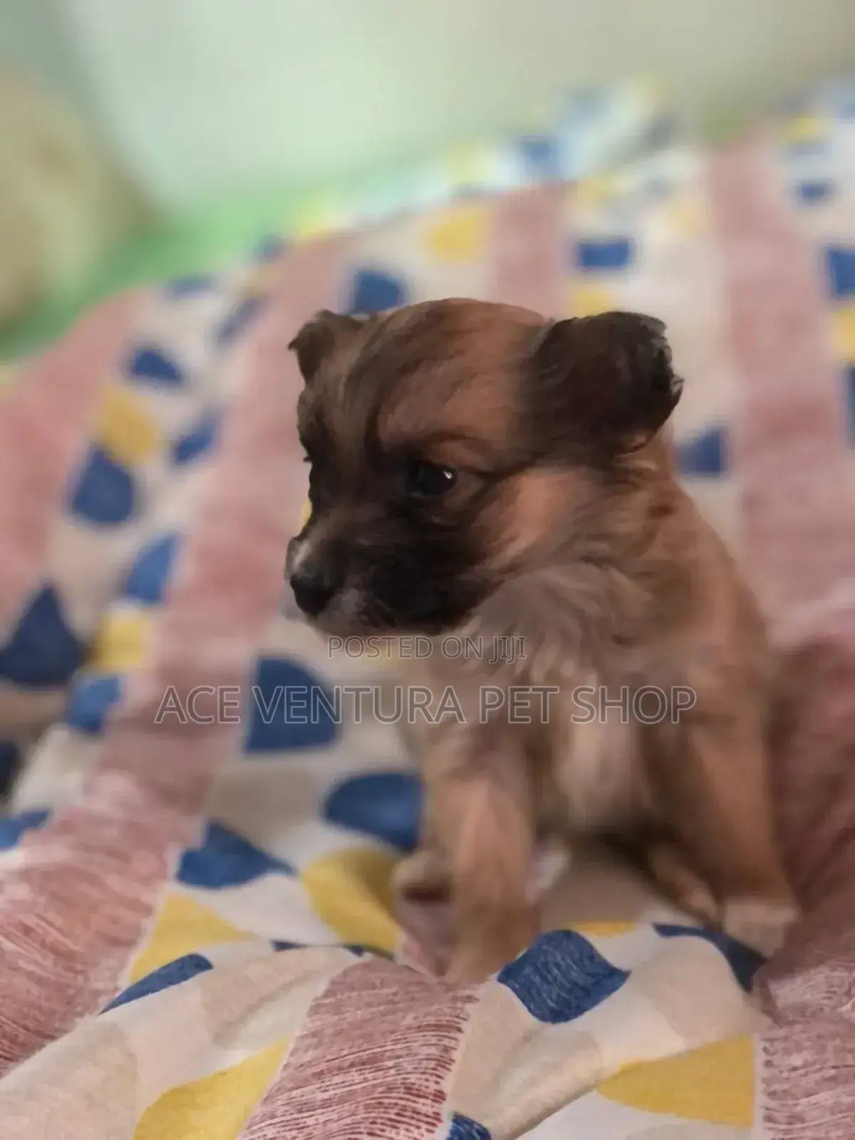 1-3 months Male Purebred Pomeranian