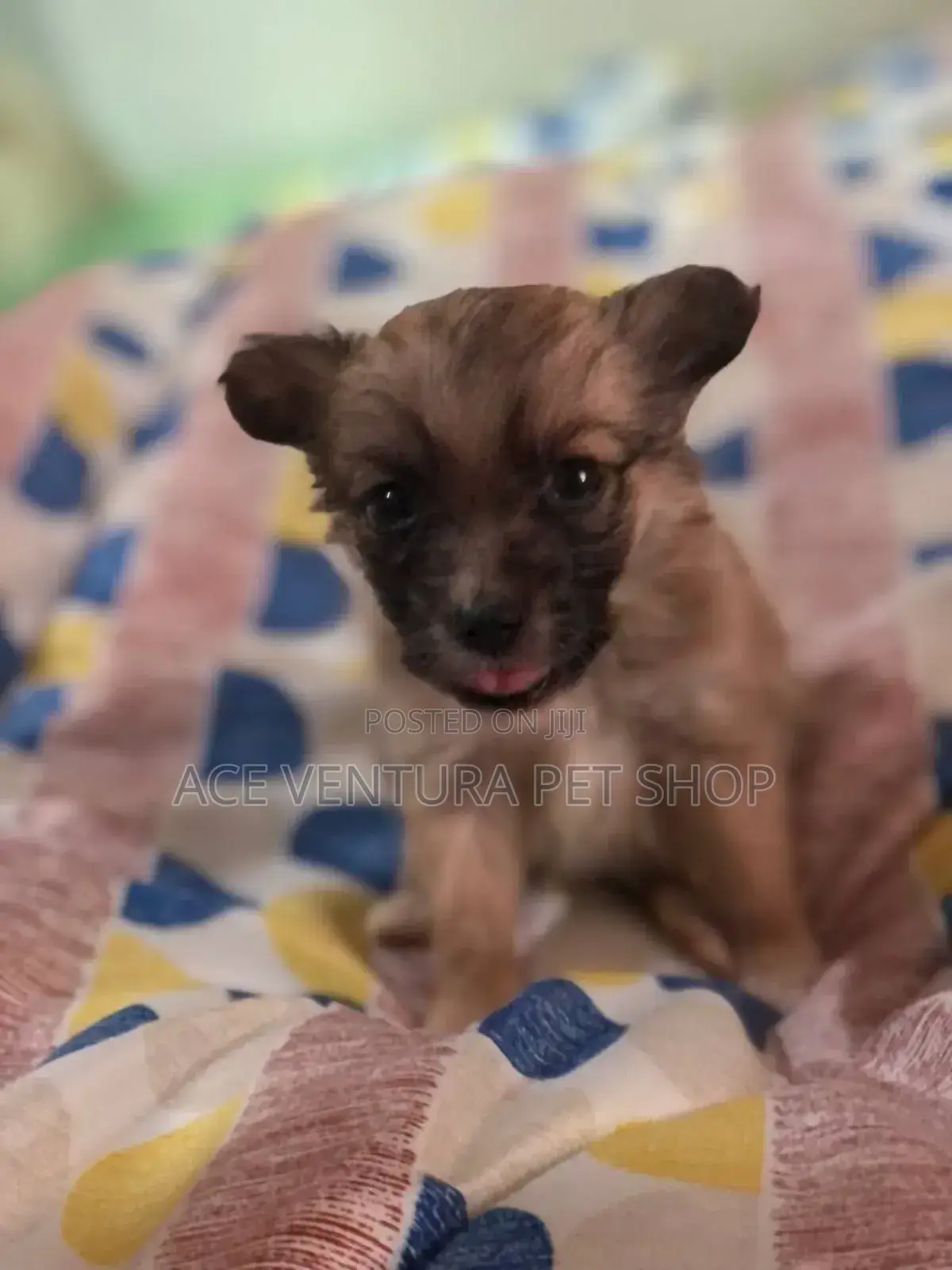 1-3 months Male Purebred Pomeranian