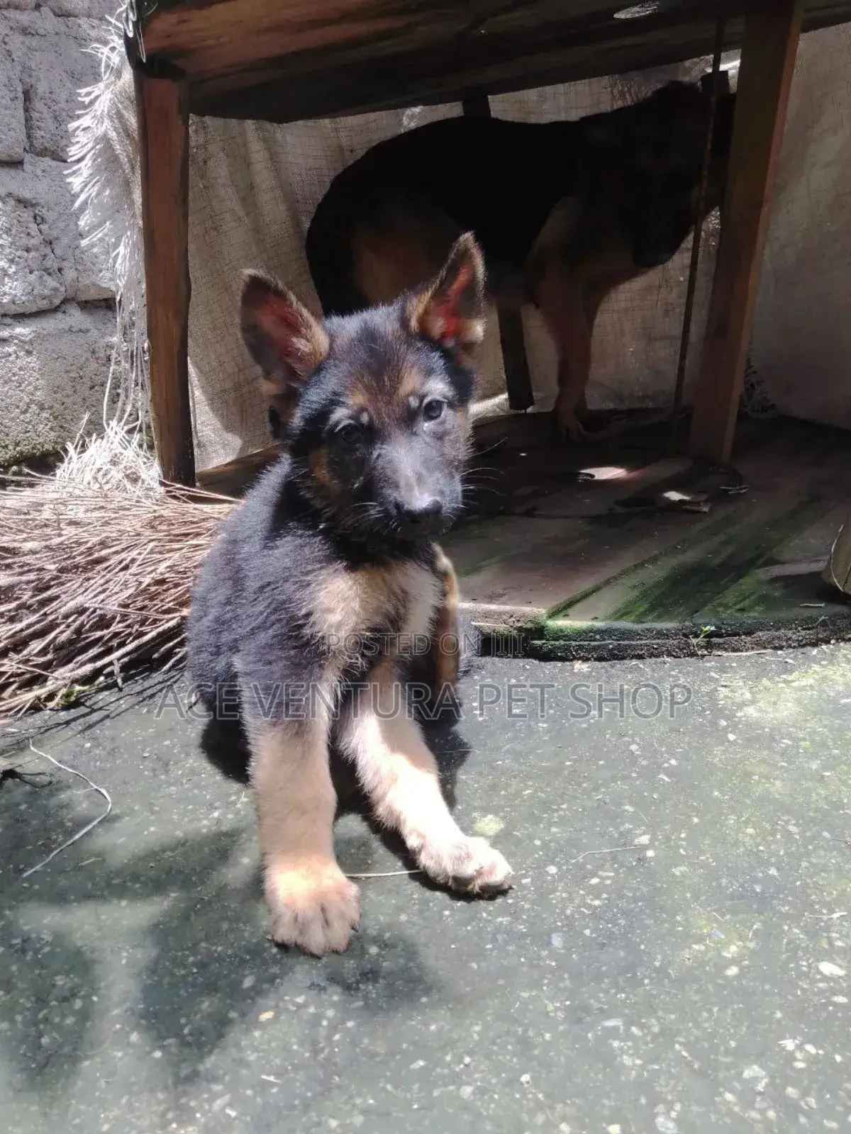 1-3 months Male Purebred German Shepherd