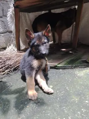 1-3 months Male Purebred German Shepherd