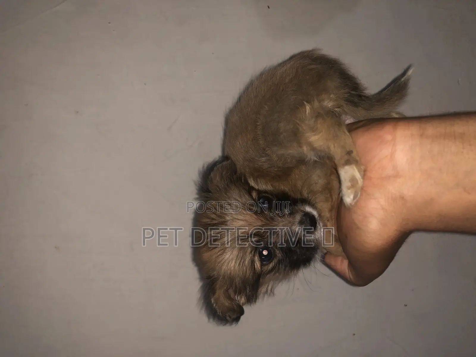 1-3 months Male Purebred Maltese