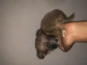 1-3 months Male Purebred Maltese