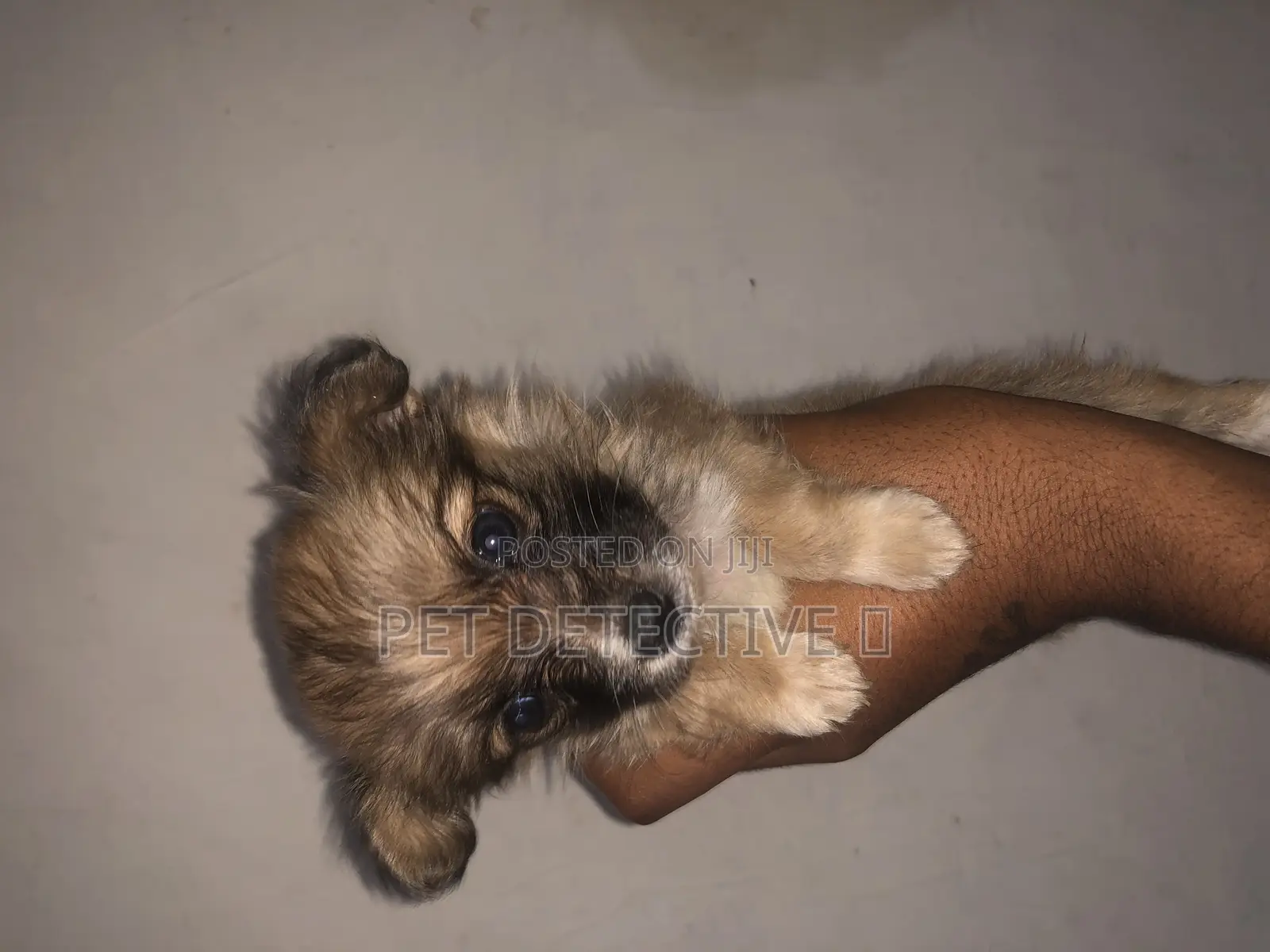 1-3 months Male Purebred Maltese