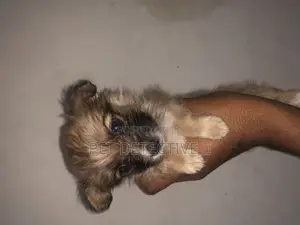 1-3 months Male Purebred Maltese