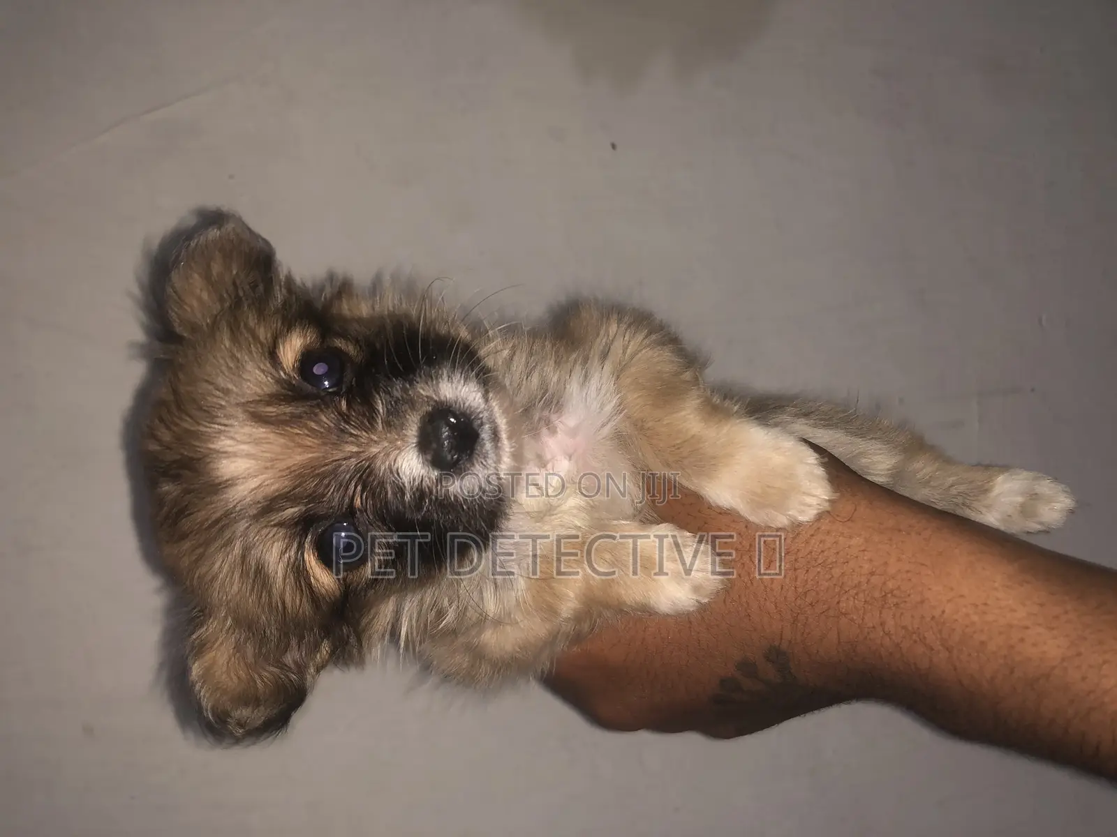 1-3 months Male Purebred Maltese