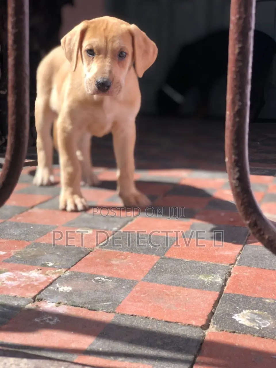 1-3 months Male Purebred Mastiff