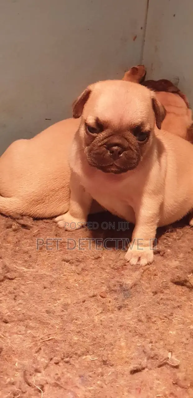 1-3 months Male Purebred Pug