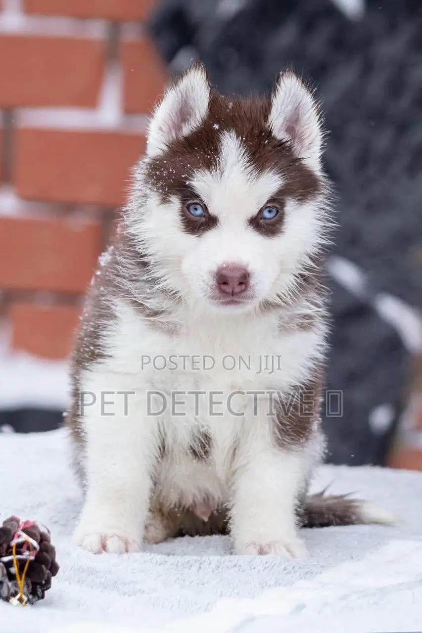 1-3 months Male Purebred Siberian Husky