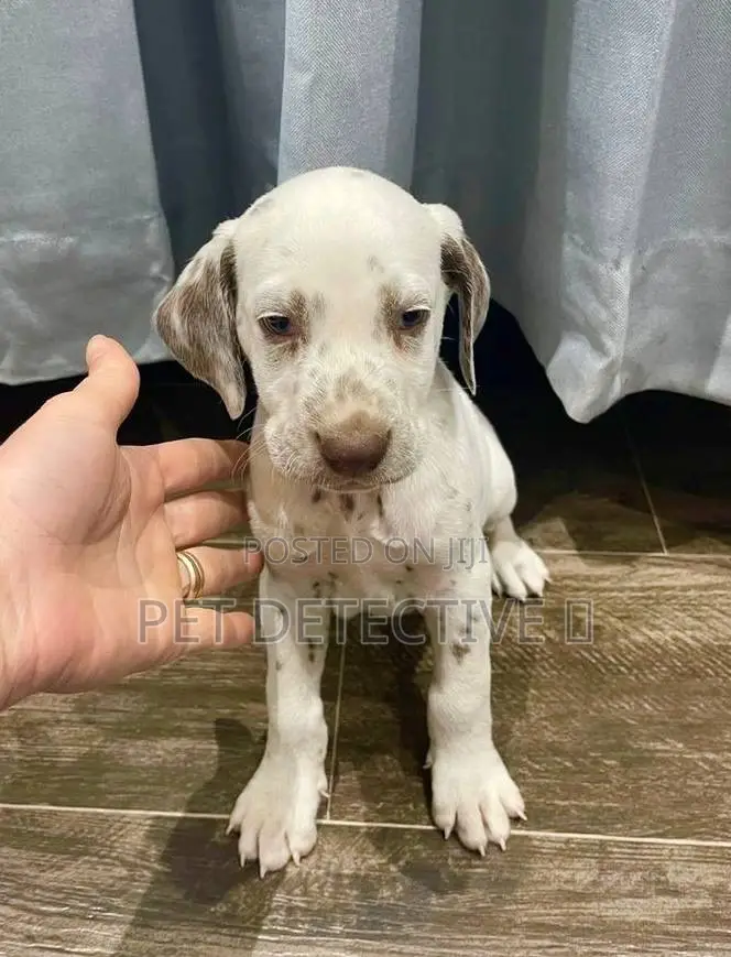 1-3 months Male Purebred Great Dane
