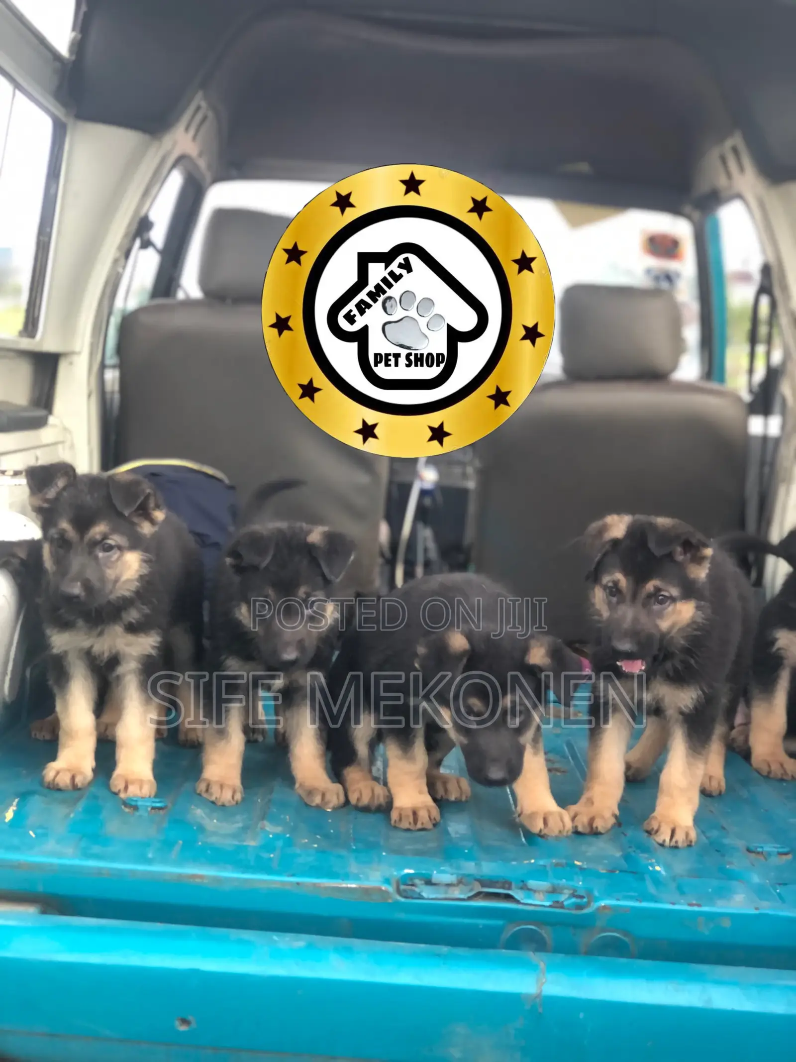 1-3 months Male Purebred German Shepherd